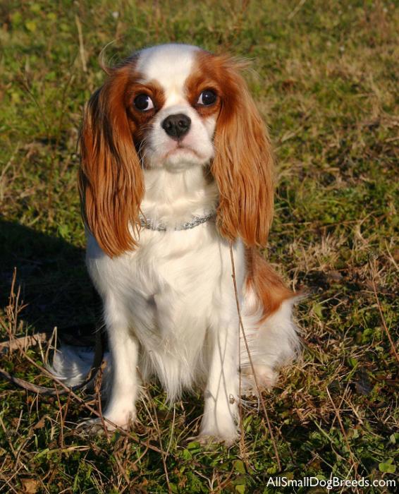 Cavalier King Charles Spaniel
