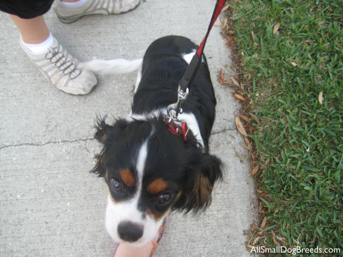 Cavalier King Charles Spaniel - Lenny