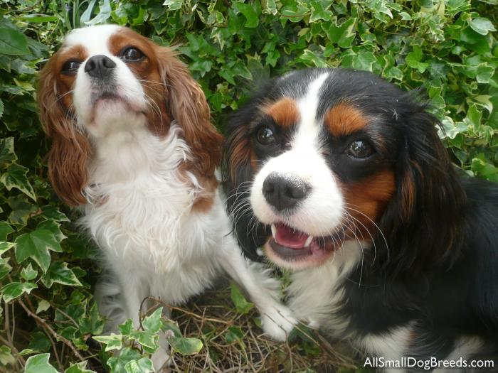 Emily and Roxy, the Cavalier King Charles Spaniels