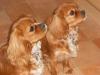 Cali and Chez