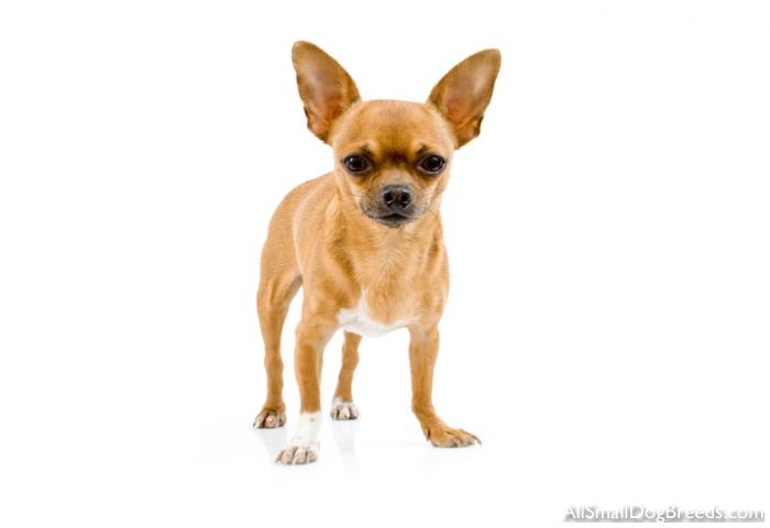 Chihuahua (Short coat)