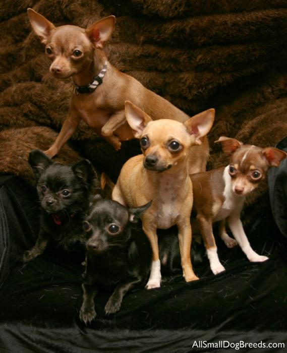 Chihuahua (Shorthaired)