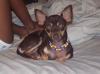 Leidy