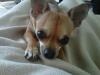 Tinkerbell