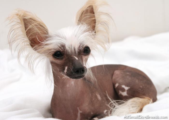 Chinese Crested (Hairless)