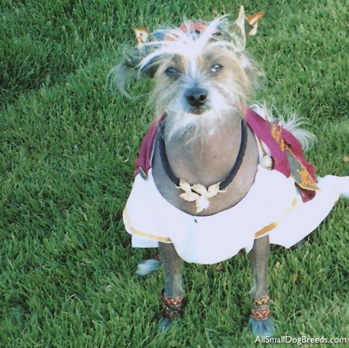 Gizmo