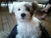 Molly