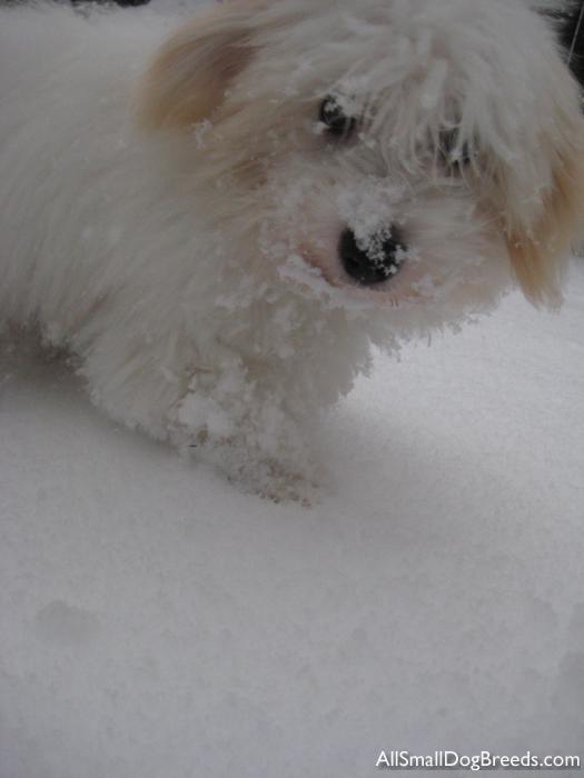 Juneau, the Coton De Tulear