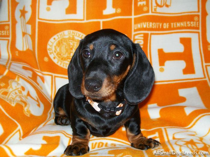 Knox, the Dachshund