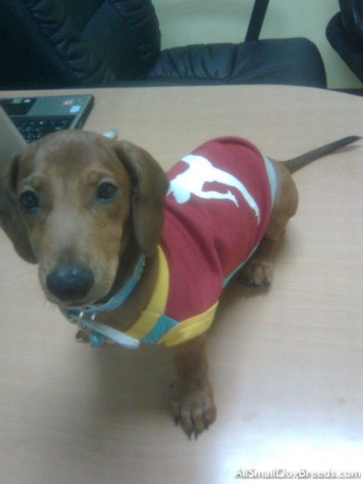Scrappy, the Dachshund