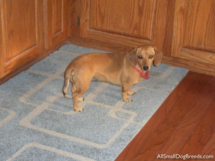 Fiona, the Dachshund