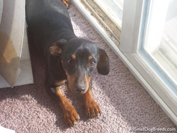 Minnie, the Dachshund