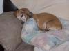 Sheba
