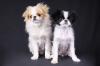 Japanese Chin