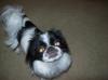 Wednesday, the Japanese Chin