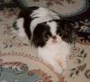 Tahlae, the Japanese Chin
