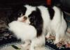 Dottie, the Japanese Chin