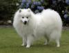 Japanese Spitz