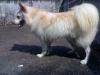 Pluto, the Japanese Spitz