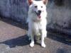 Pluto, the Japanese Spitz