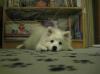 Yuki