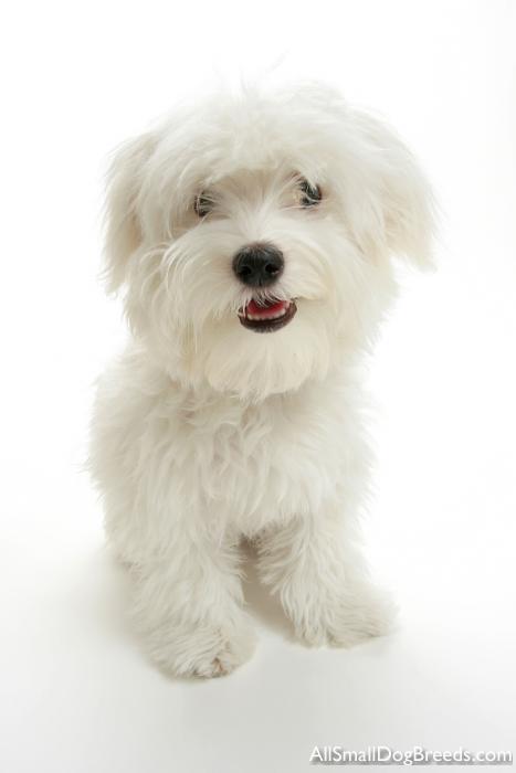Maltese