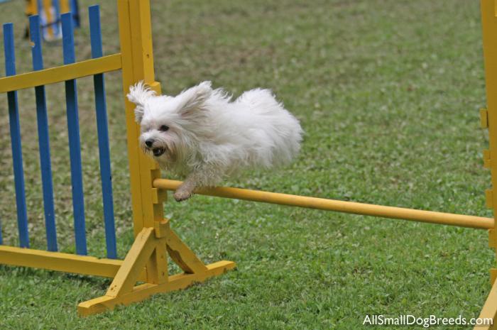 Maltese