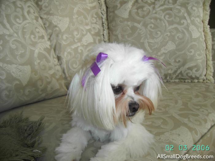 Lexy, the Maltese