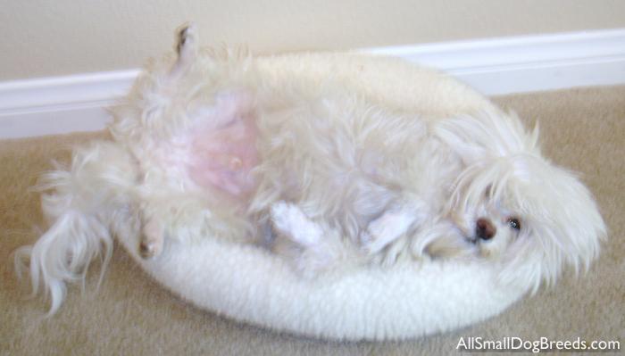 Dallas, the Maltese