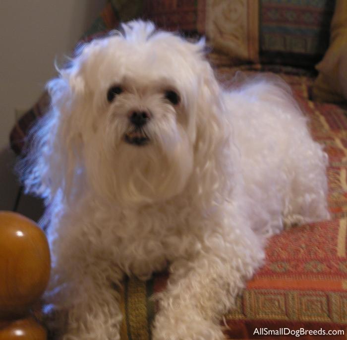 Benson, the Maltese