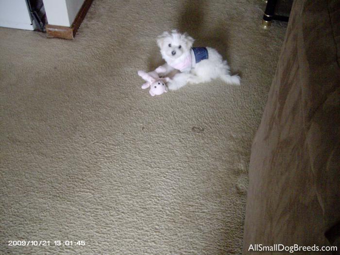 Amani, the Maltese