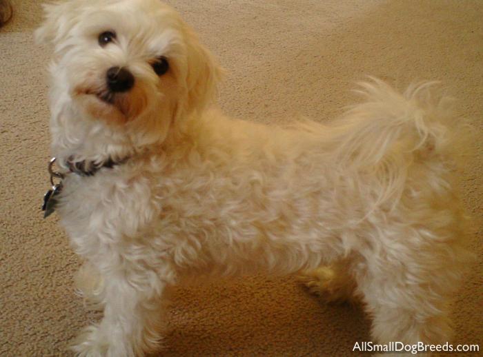 Dewey, the Maltese