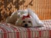 Mitzy
