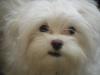 Archie Bear