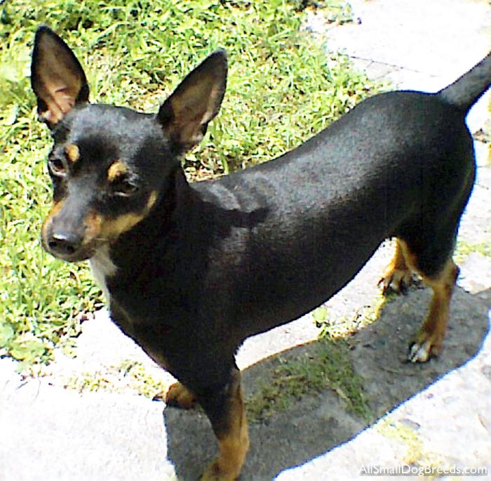 Manchester Terrier