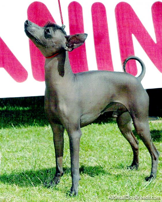 Mexican Hairless (Toy)