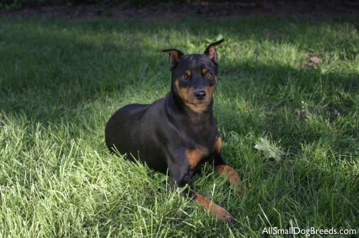 Miniature Pinscher