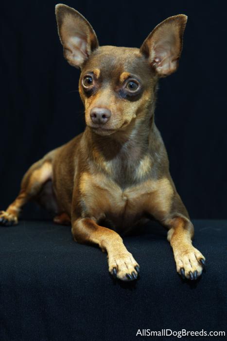 Miniature Pinscher