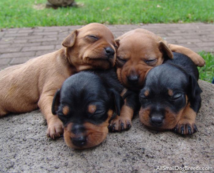 Miniature Pinscher puppies