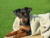 Roxie