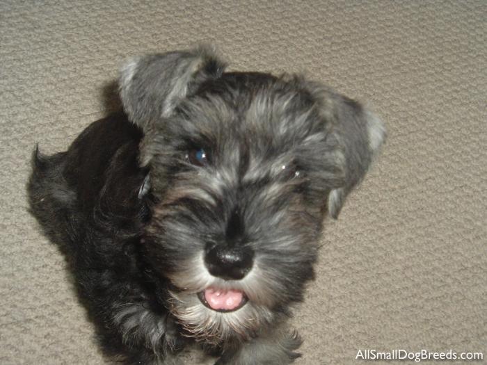 Chip, the Miniature Schnauzer