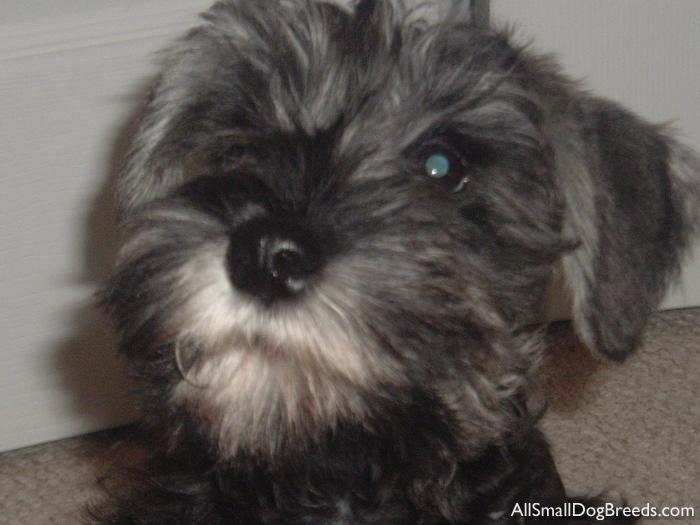 Chip, the Miniature Schnauzer