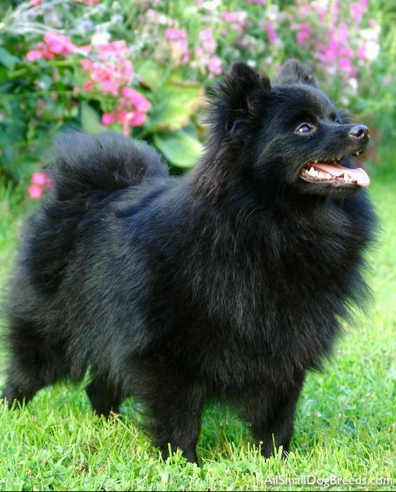 Mittel German Spitz
