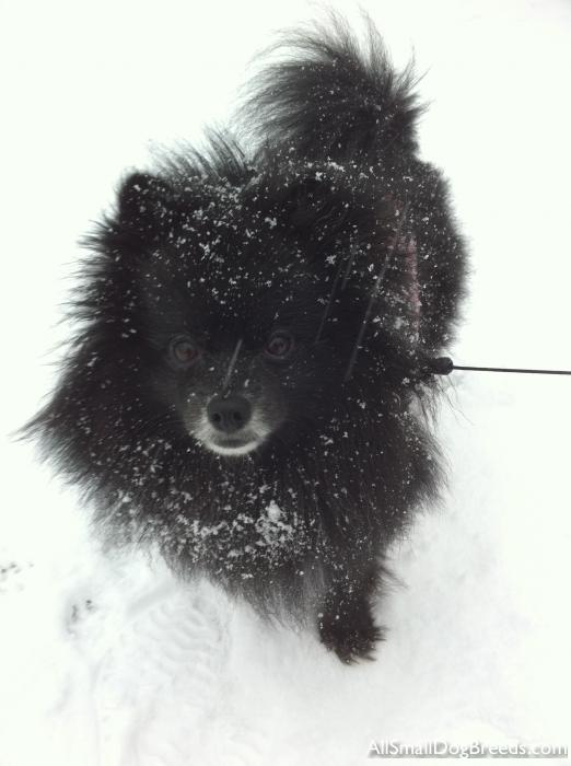 Pepper