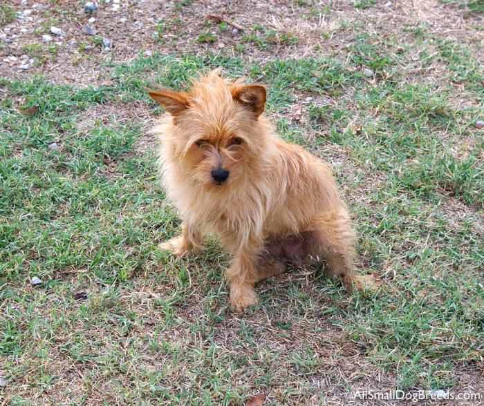 Norfolk Terrier