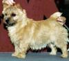 Norwich Terrier