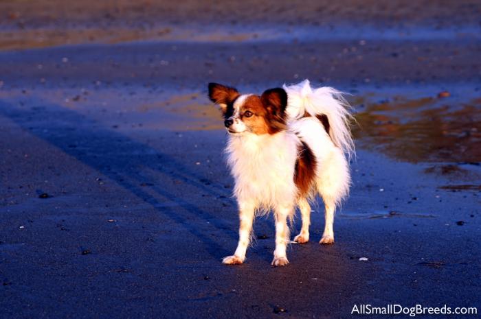 Papillon