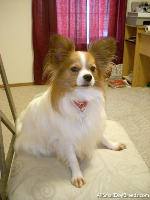 Eddie, the Papillon