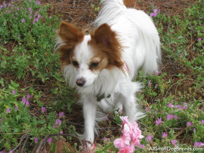 Isabel, the Papillon