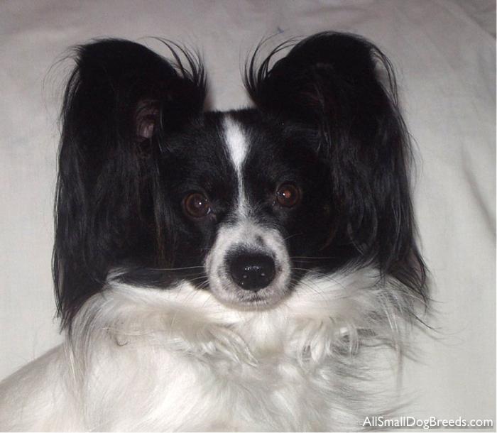 Radar, the Papillon
